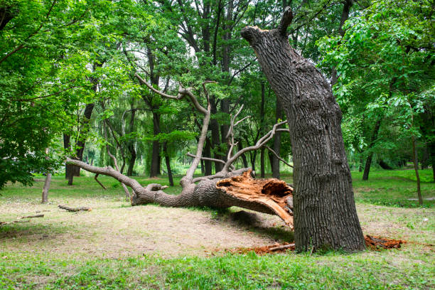 Best Pest Control for Lawns  in Oak Bluffs, MA